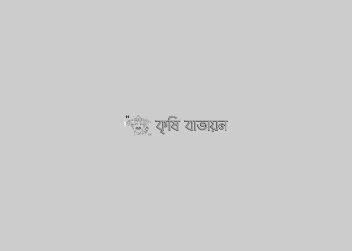 নারিকেল চাষ প্রযুক্তি