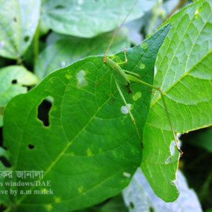 মাসকলাইয়ের ঘাস ফড়িং