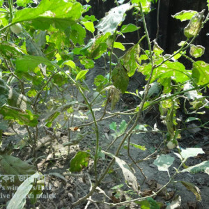 বেগুনের পাতা সুড়ঙ্গকারী পোকা