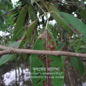 জামের পাতার দাগ রোগ